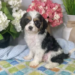 Male Cavapoo puppy for sale at Shake A Paw Green Brook.