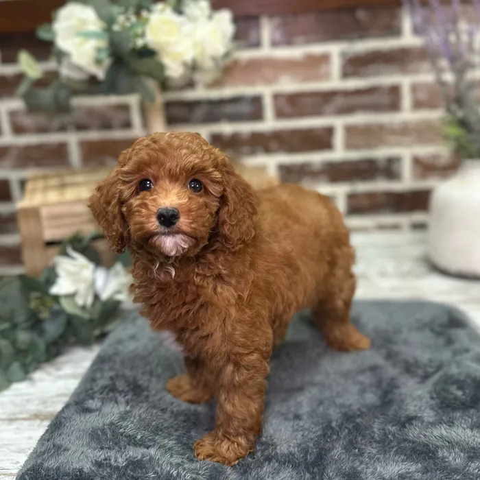 Female Mini Goldendoodle 3Rd Gen puppy for sale at Shake A Paw Union.