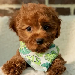car_main_img_/media/ap_media/pets/YWKNGAEMRZWH40451.webp.250x250_q85.webp