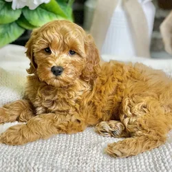 car_main_img_/media/ap_media/pets/YWWUYXXDYCXZ22677.webp.250x250_q85.webp