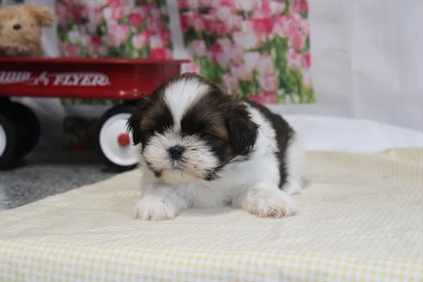 Female Shih Tzu puppy for sale at Shake A Paw Union.
