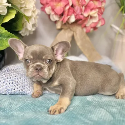Female French Bulldog puppy for sale at Shake A Paw Green Brook.