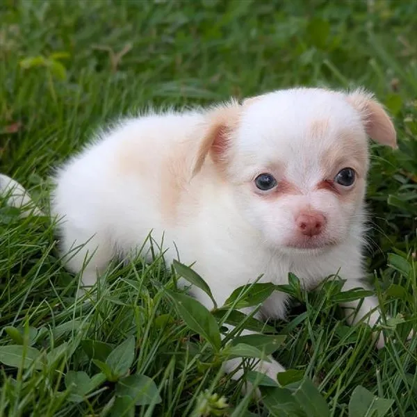 Male Chihuahua puppy for sale at Shake A Paw Union.