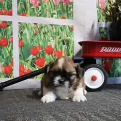 car_main_img_/media/ap_media/pets/ZBMLIRDJMHIQ21102.webp.250x250_q85.webp