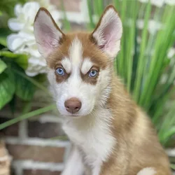 car_main_img_/media/ap_media/pets/ZBOGWXEXGYXB21178.webp.250x250_q85.webp
