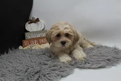 car_main_img_/media/ap_media/pets/ZCMVPNXPDOWP22820.webp.250x250_q85.webp