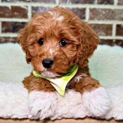 car_main_img_/media/ap_media/pets/ZCUNFKACAFSX19024.webp.250x250_q85.webp