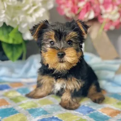 Male Yorkshire Terrier puppy for sale at Shake A Paw Green Brook.