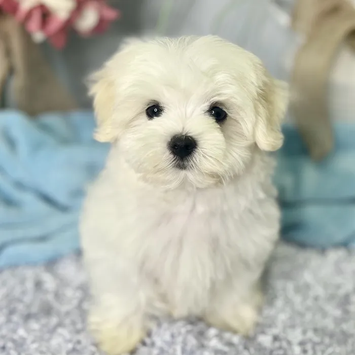 Male Maltese puppy for sale at Shake A Paw Green Brook.