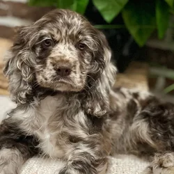 car_main_img_/media/ap_media/pets/ZEFKIHWDSCFZ19167.webp.250x250_q85.webp