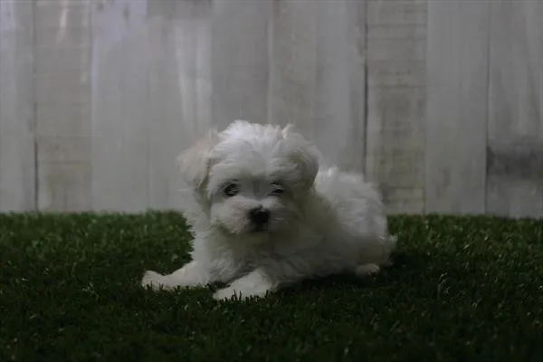 Male Maltese puppy for sale at Shake A Paw Union.