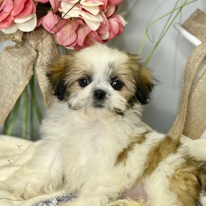 Female Shih Tzu puppy for sale at Shake A Paw Green Brook.