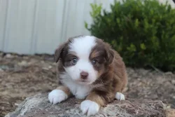 car_main_img_/media/ap_media/pets/ZGNSSXYNVKSK23063.webp.250x250_q85.webp