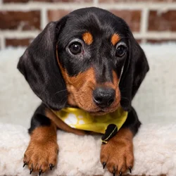 Male Dachshund puppy for sale at Shake A Paw Union.