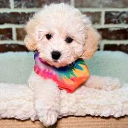 car_main_img_/media/ap_media/pets/ZMHQZBWIPHKC22728.webp.250x250_q85.webp