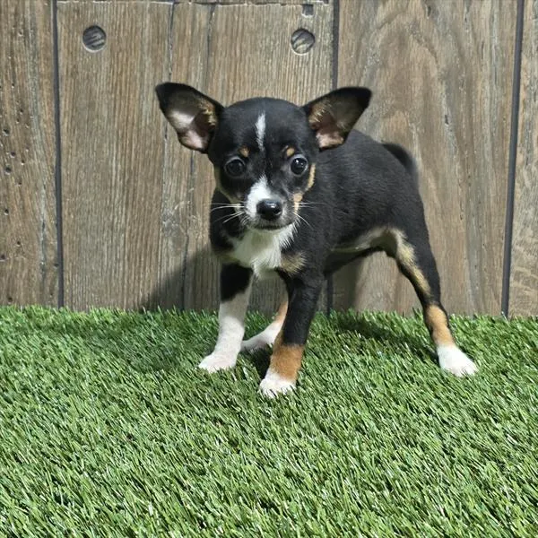 Female Rat Terrier / Chihuahua puppy for sale at Shake A Paw Union.