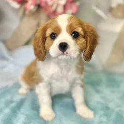 Male Cavalier King Charles Spaniel puppy for sale at Shake A Paw Green Brook.