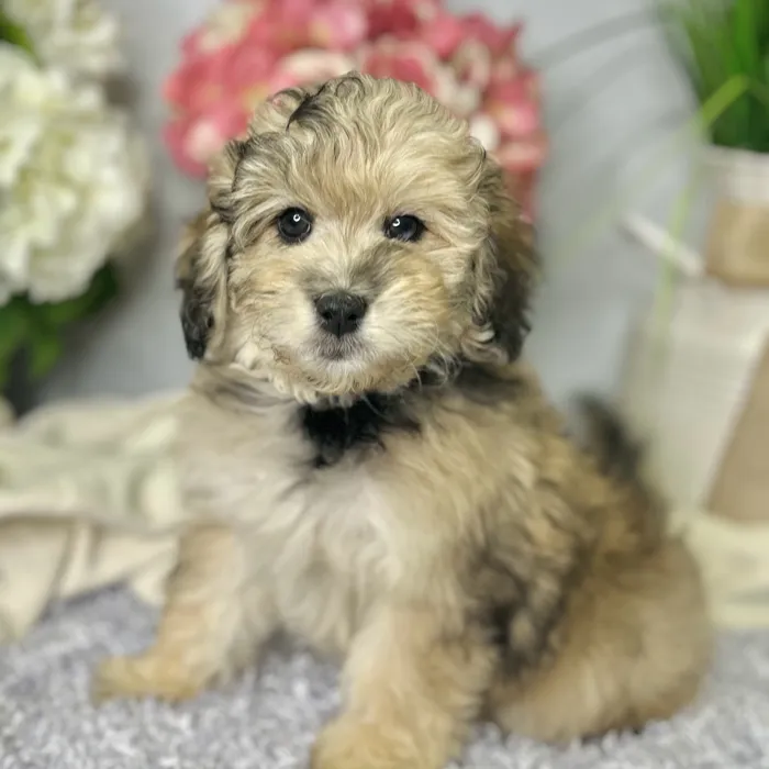 Female Mini Goldendoodle 2Nd Gen puppy for sale at Shake A Paw Green Brook.