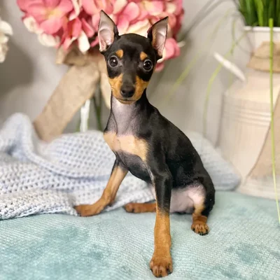 Male Miniature Pinscher puppy for sale at Shake A Paw Green Brook.