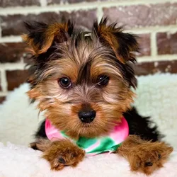 car_main_img_/media/ap_media/pets/ZTBHDJHGBMSB20283.webp.250x250_q85.webp