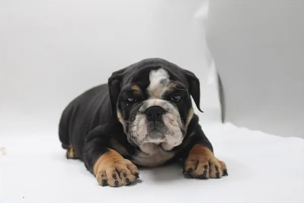 Male English Bulldog puppy for sale at Shake A Paw Green Brook.