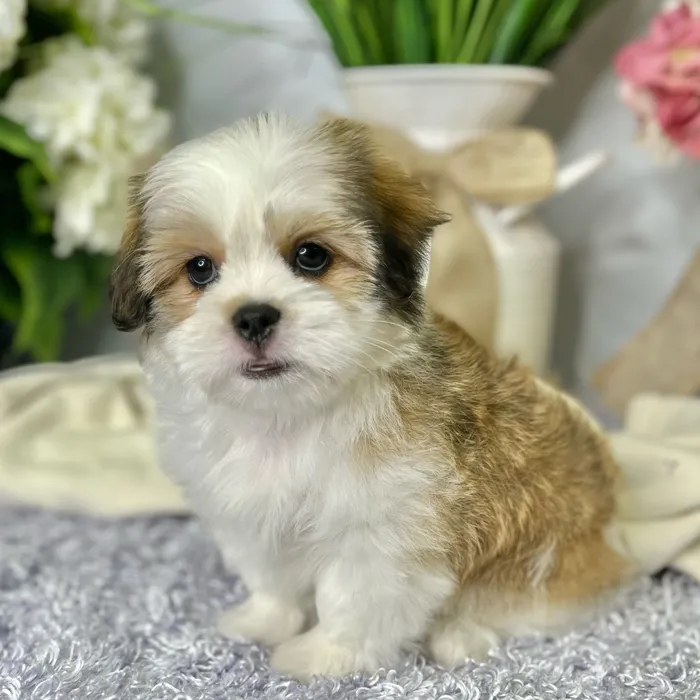 Male Maltese / Shih Tzu puppy for sale at Shake A Paw Green Brook.