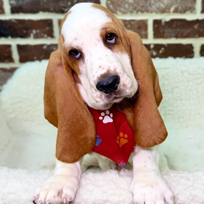Male Basset Hound puppy for sale at Shake A Paw Union.
