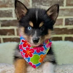 car_main_img_/media/ap_media/pets/ZVZCRJWOUGOE40472.webp.250x250_q85.webp