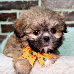car_main_img_/media/ap_media/pets/ZWRNOZSBZDOS23334.webp.250x250_q85.webp