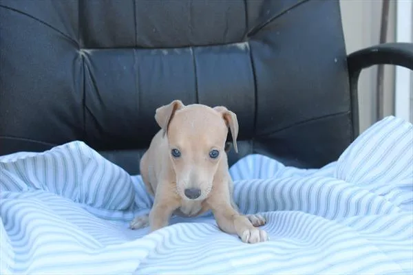 Female Italian Greyhound puppy for sale at Shake A Paw Union.