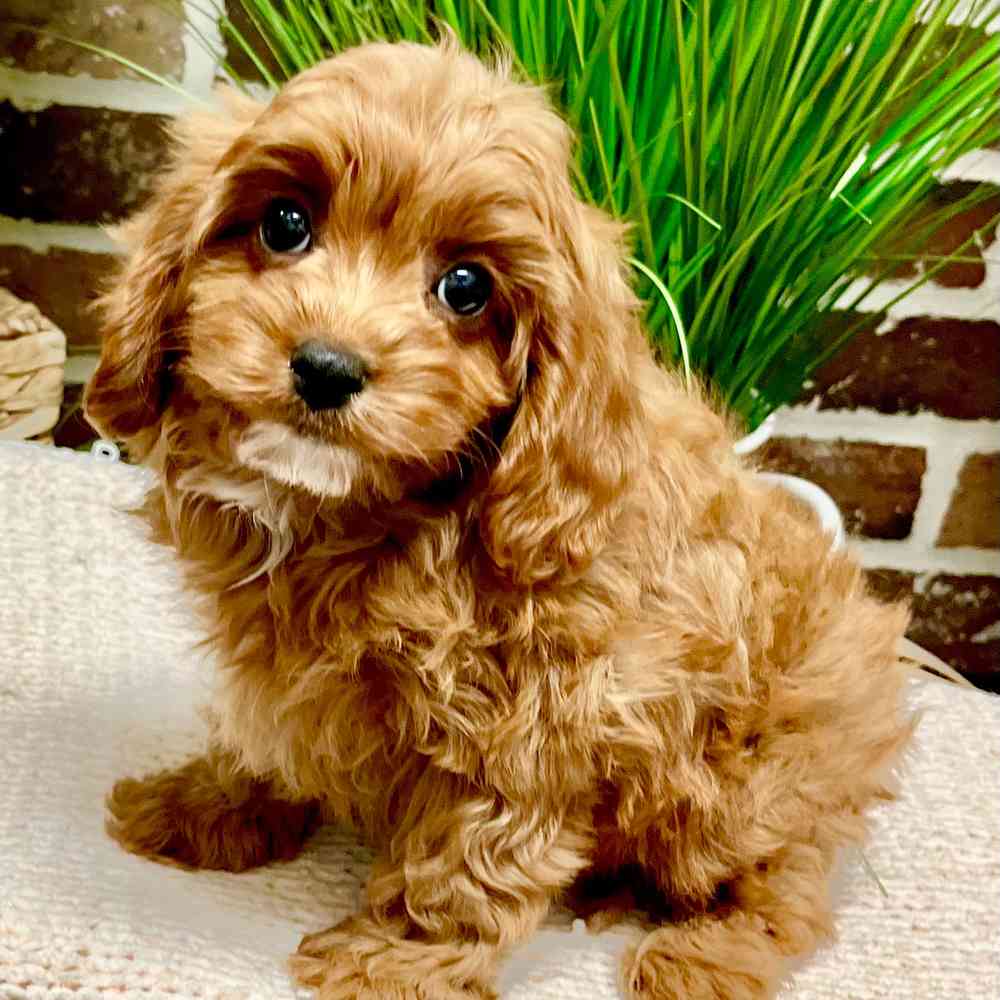 Male Cavapoo puppy for sale at Shake A Paw Green Brook.