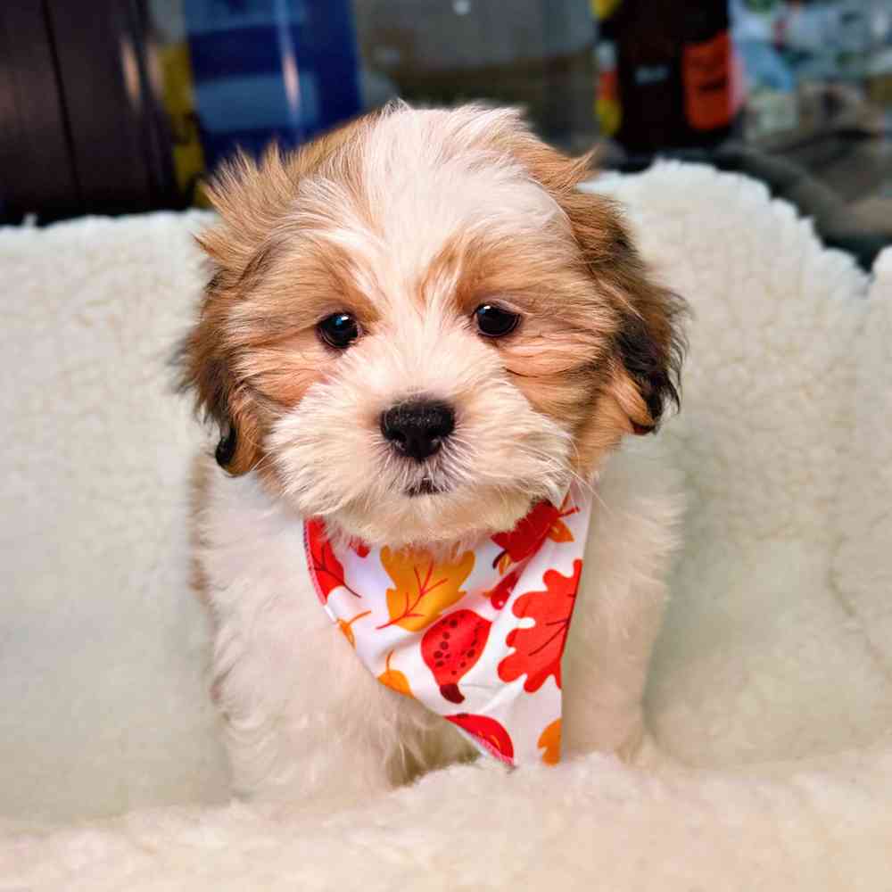 Male Shih Tzu / Bichon puppy for sale at Shake A Paw Union.