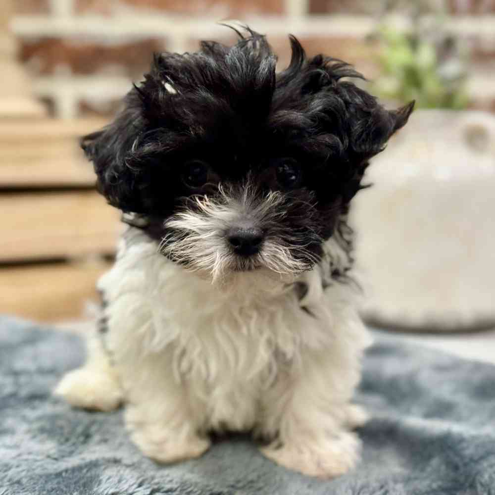 Male Coton/Poodle puppy for sale at Shake A Paw Union.