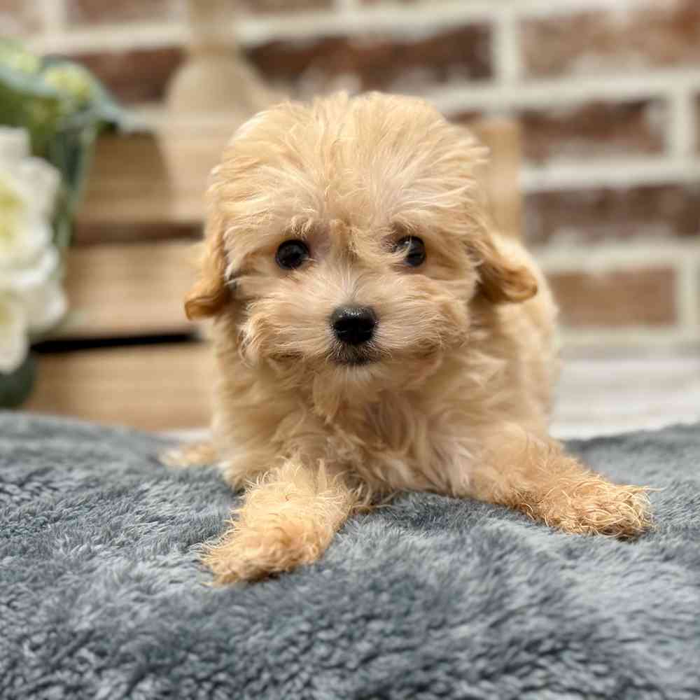 Male Maltipoo puppy for sale at Shake A Paw Union.