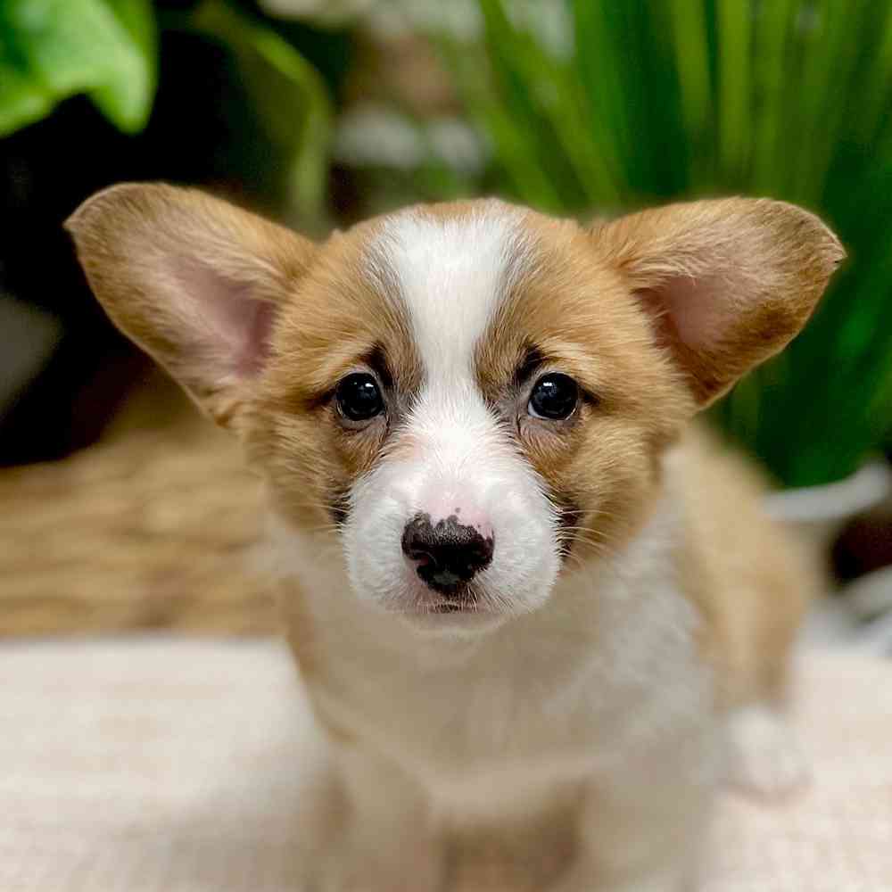 Female Pembroke Welsh Corgi puppy for sale at Shake A Paw Green Brook.