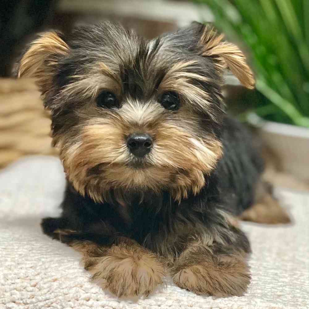 Male Yorkshire Terrier puppy for sale at Shake A Paw Green Brook.