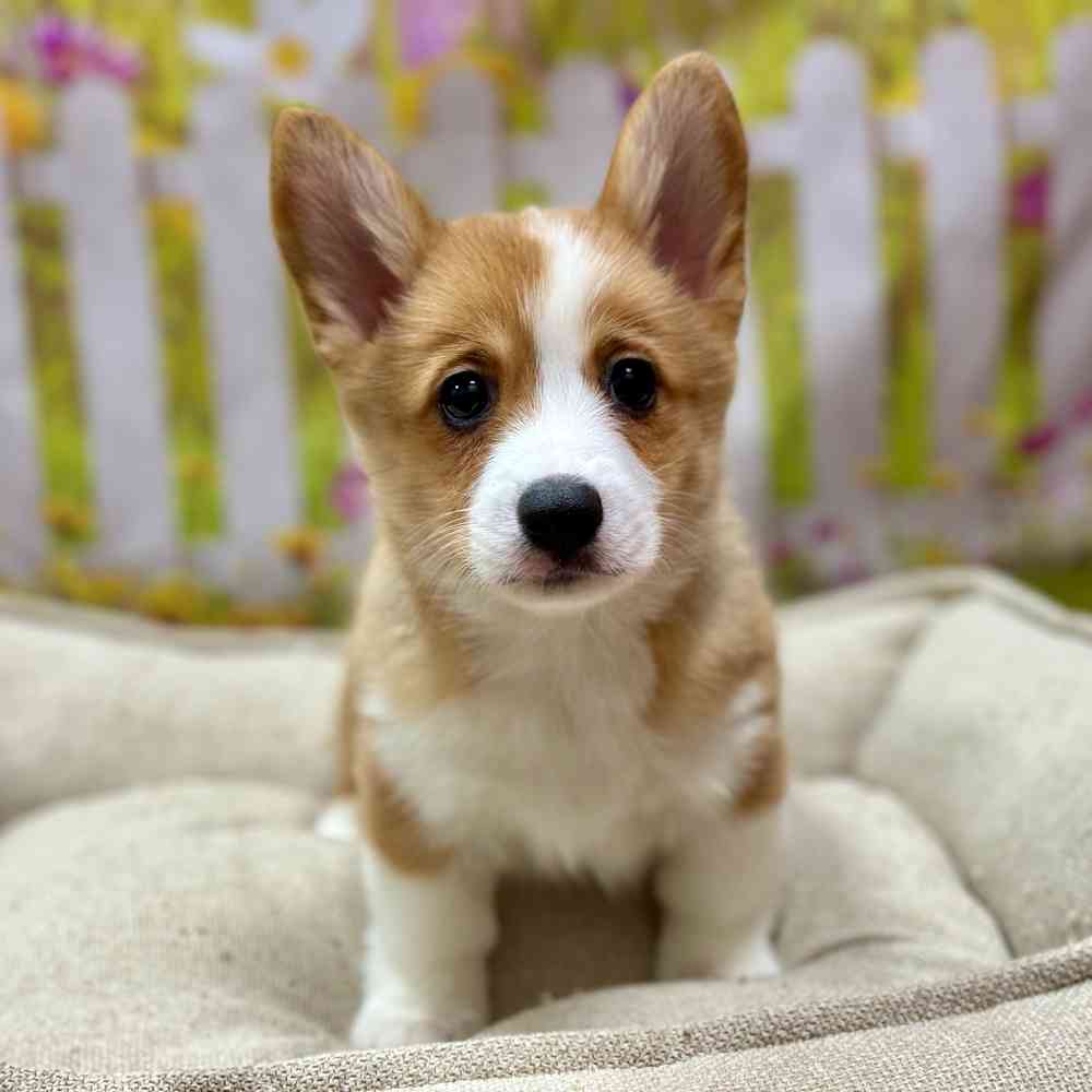 Female Pembroke Welsh Corgi puppy for sale at Shake A Paw Union.