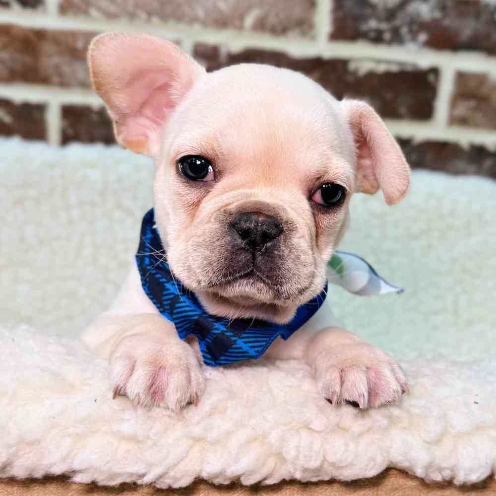 Male French Bulldog puppy for sale at Shake A Paw Union.