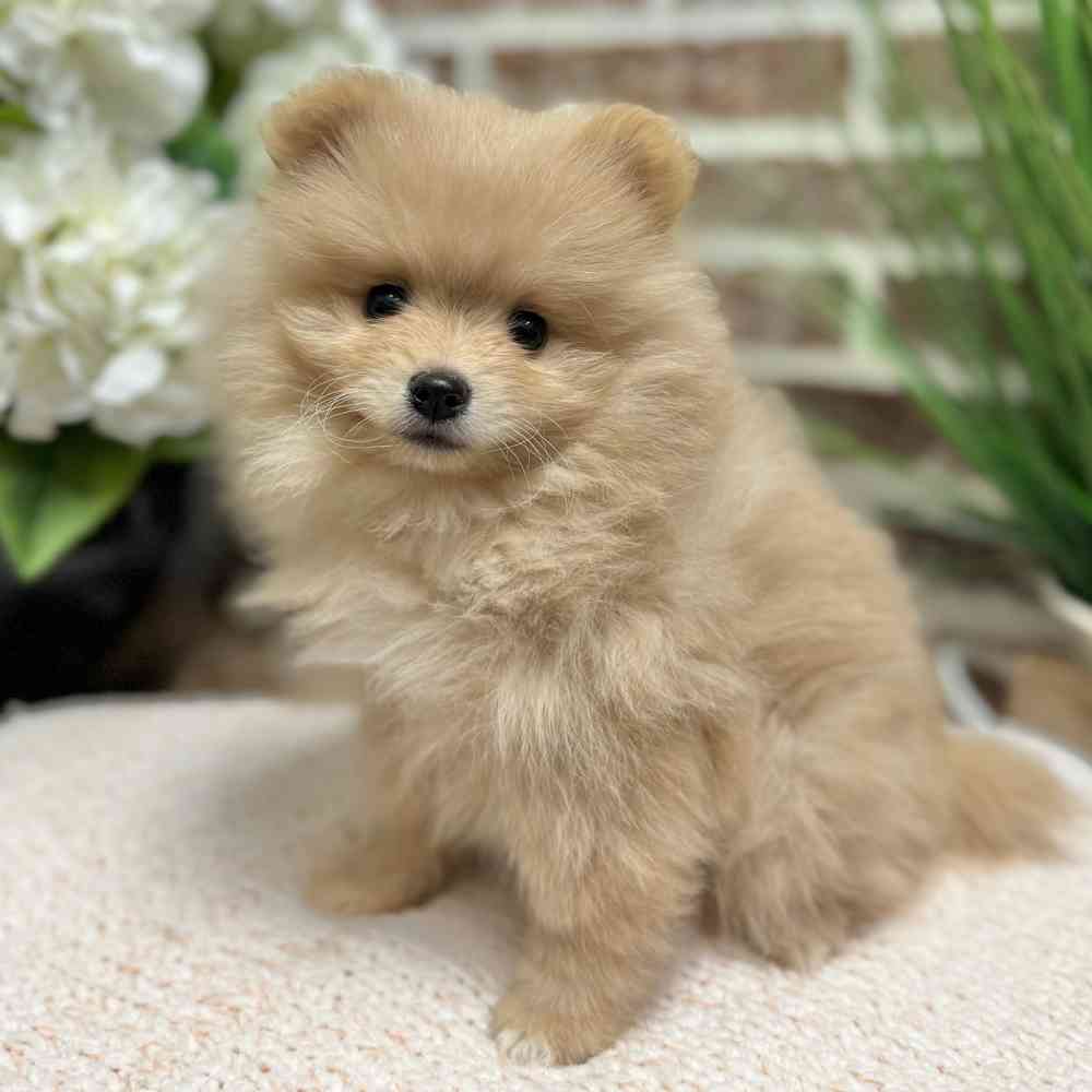 Male Pomeranian puppy for sale at Shake A Paw Green Brook.