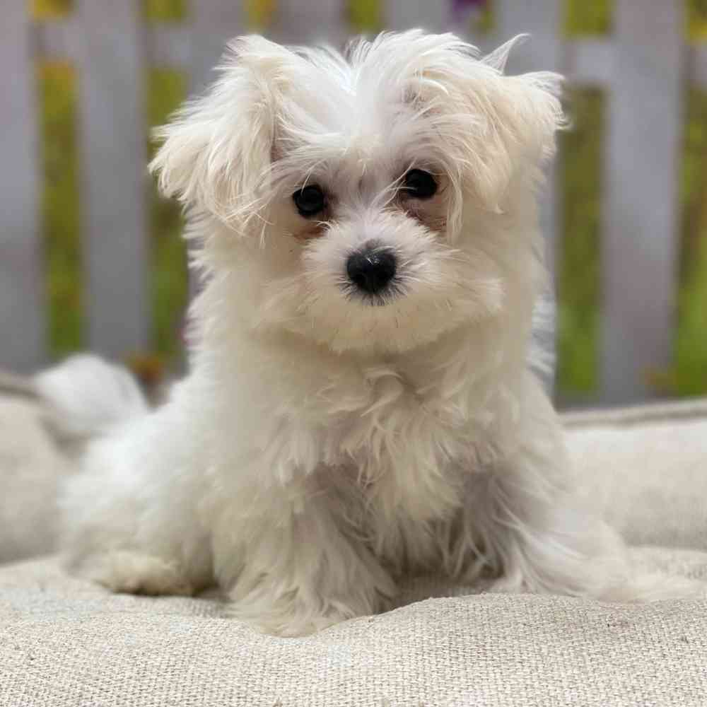 Female Maltese puppy for sale at Shake A Paw Union.