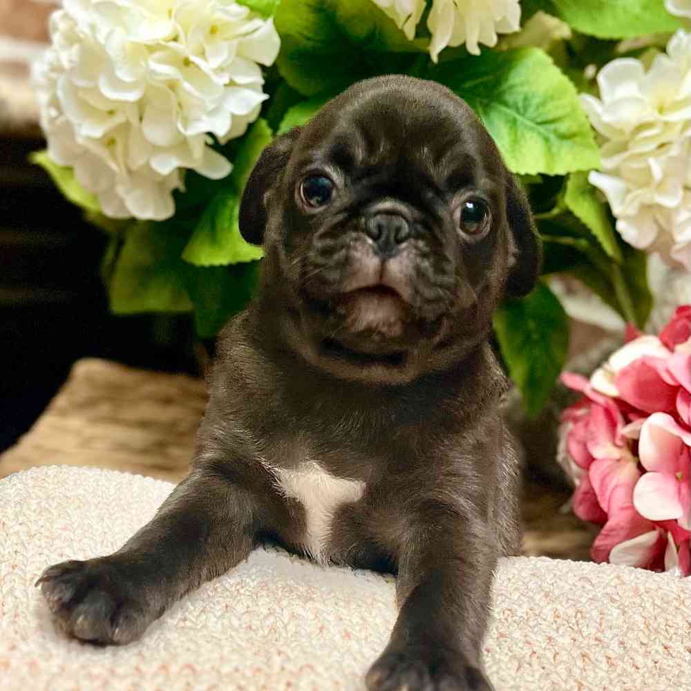 Male Pug puppy for sale at Shake A Paw Green Brook.