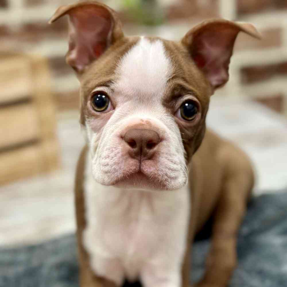 Female Boston Terrier puppy for sale at Shake A Paw Union.