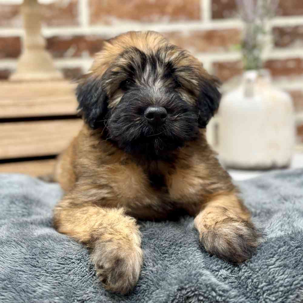 Female Soft Coated Wheaten Terrier puppy for sale at Shake A Paw Union.