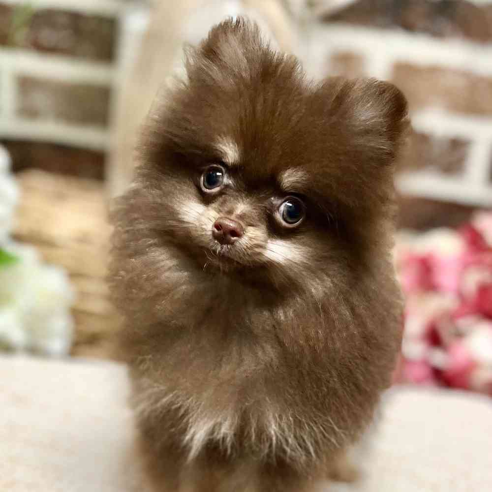 Male Pomeranian puppy for sale at Shake A Paw Green Brook.