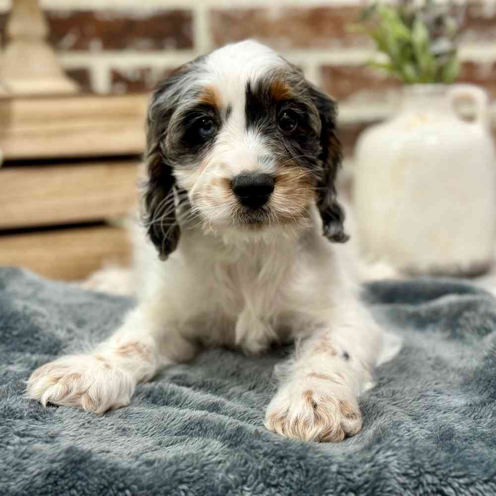 Male Cockapoo puppy for sale at Shake A Paw Union.