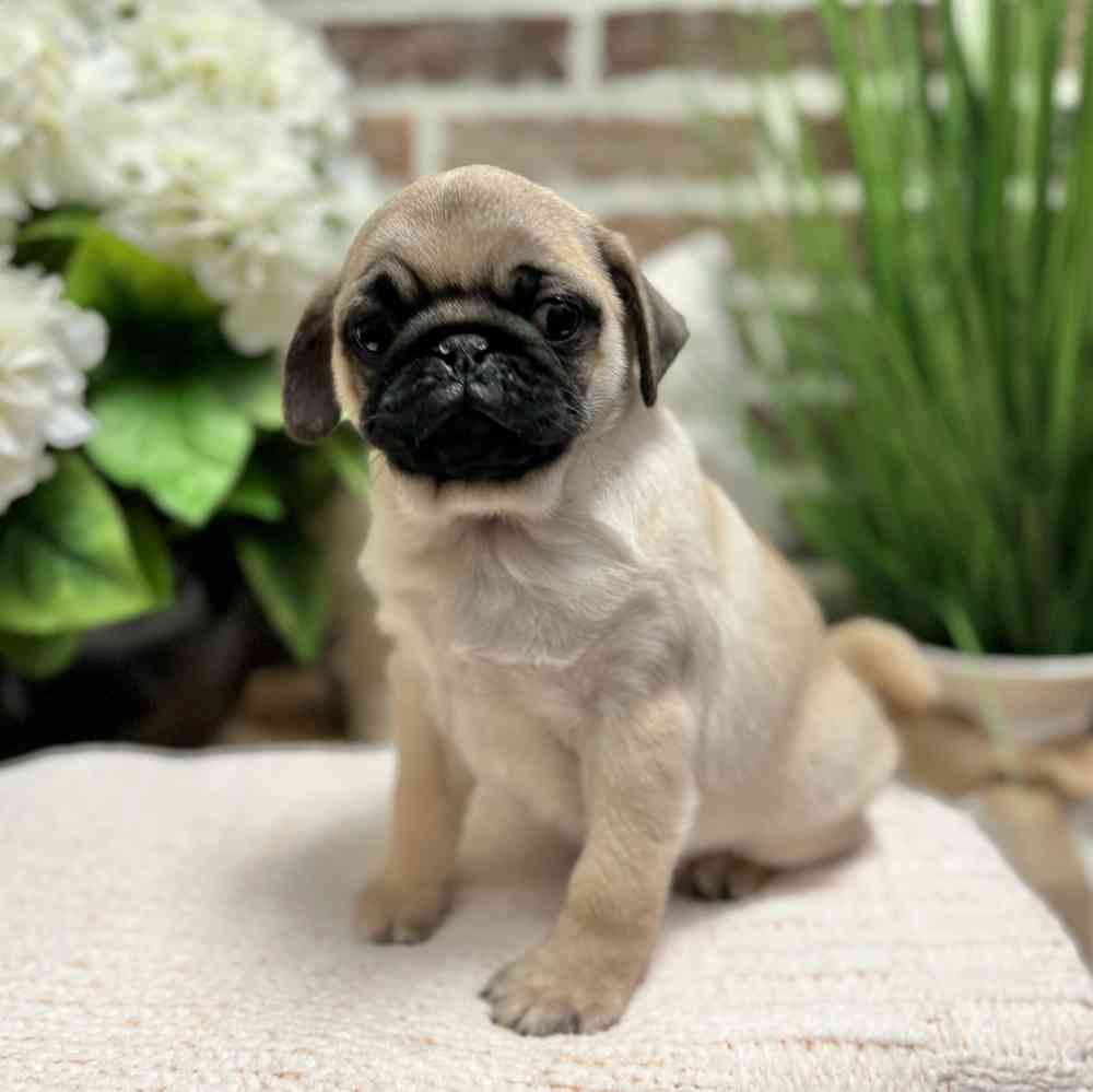 Male Pug puppy for sale at Shake A Paw Green Brook.