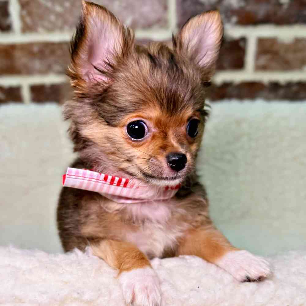 Male Chihuahua puppy for sale at Shake A Paw Union.