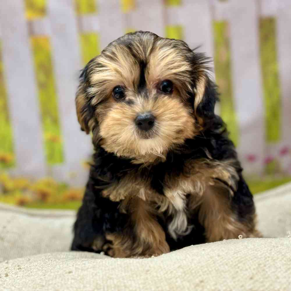 Male Yorkie / Poodle puppy for sale at Shake A Paw Union.