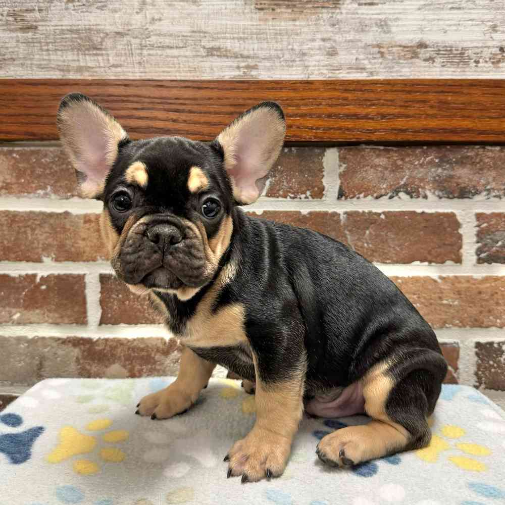 Male French Bulldog puppy for sale at Shake A Paw Green Brook.
