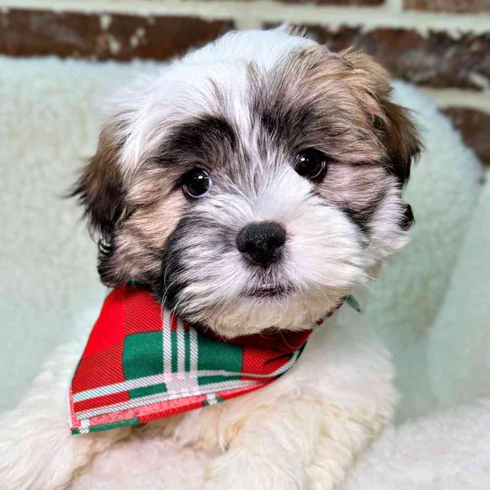 Male Shih Tzu / Bichon puppy for sale at Shake A Paw Union.